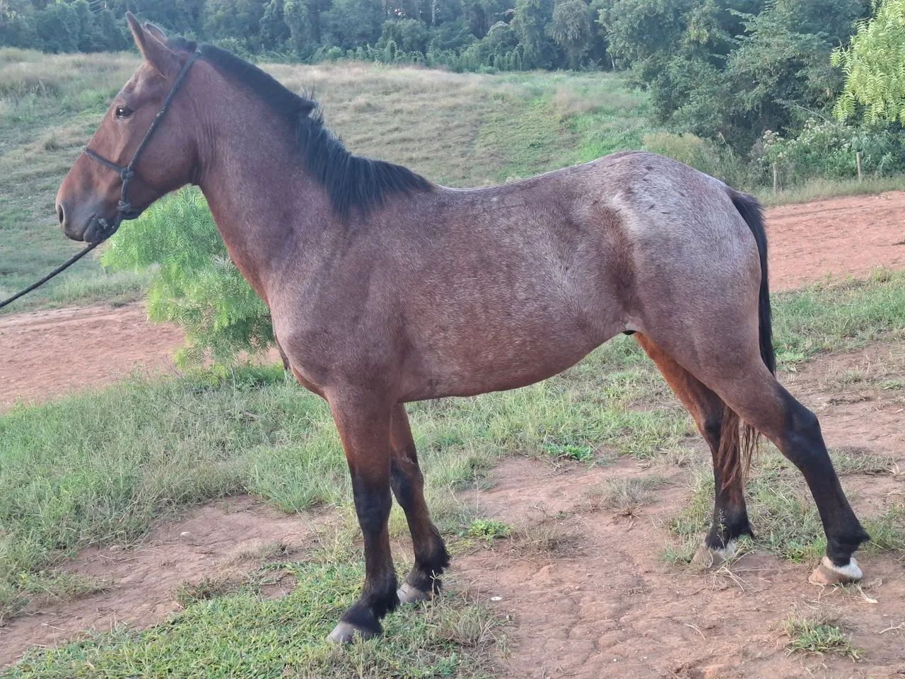 Cavalo castrado 7 anos porte medio