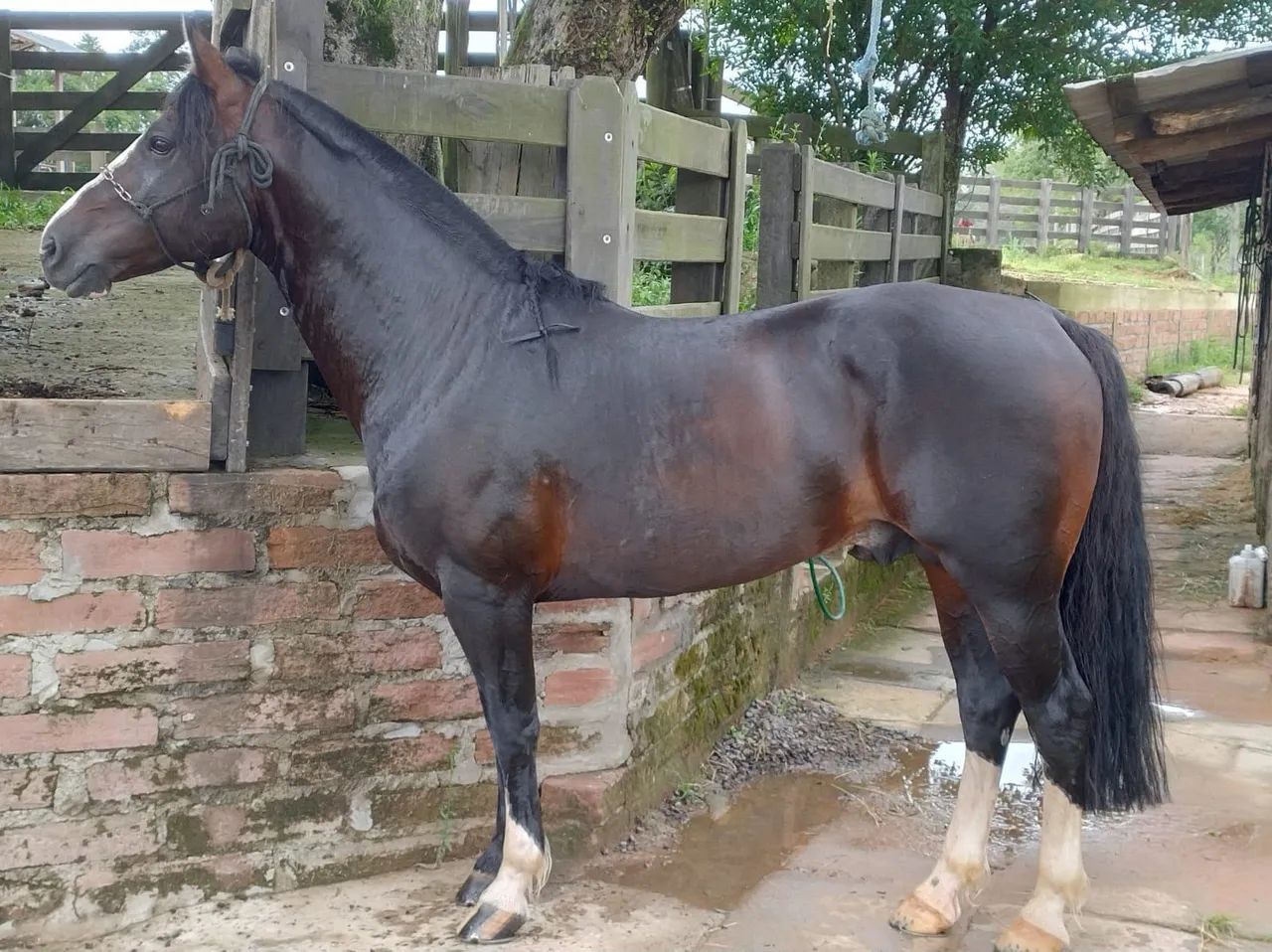 Cavalo