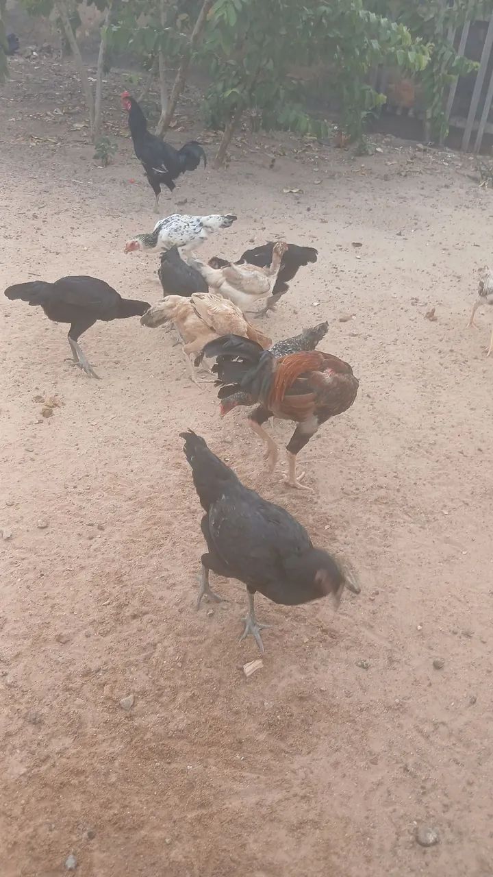 Vende-se galinhas caipira 