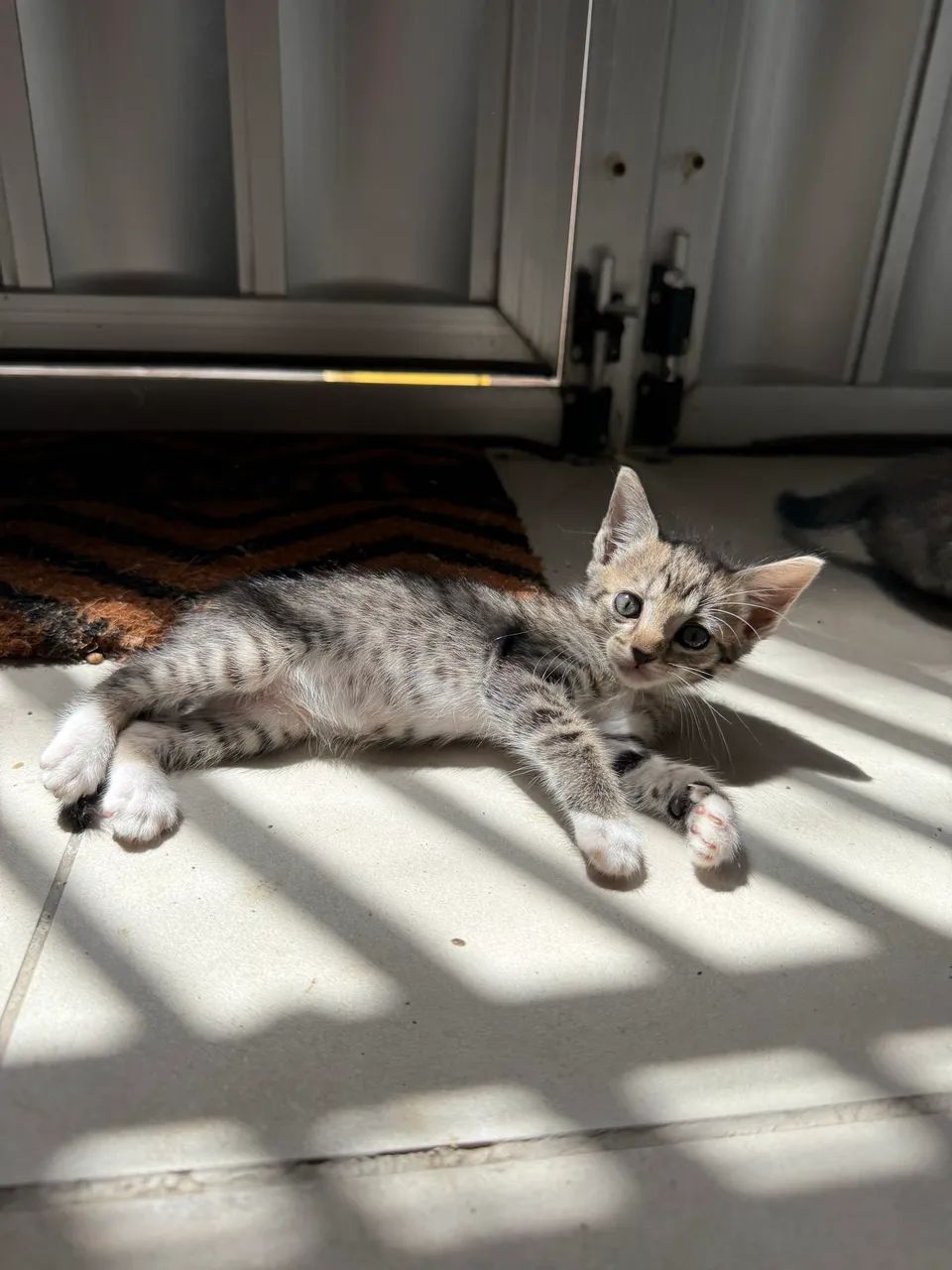 Gatinhos pra adoção responsável  - Foto 4