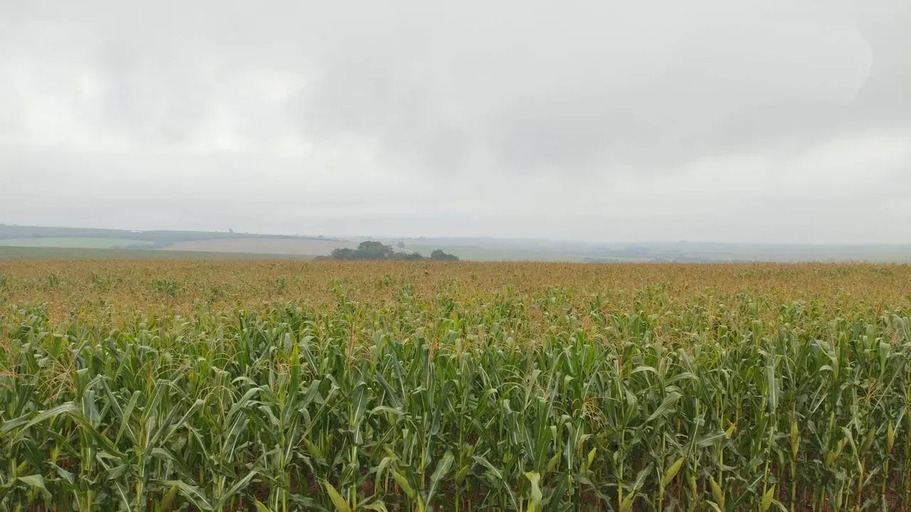 Fazenda a venda no PR. Noroeste.