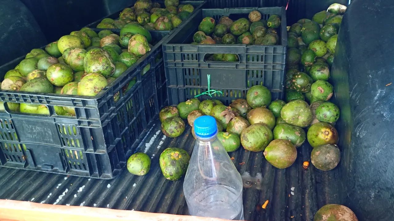 Pequi de MG - Foto 2