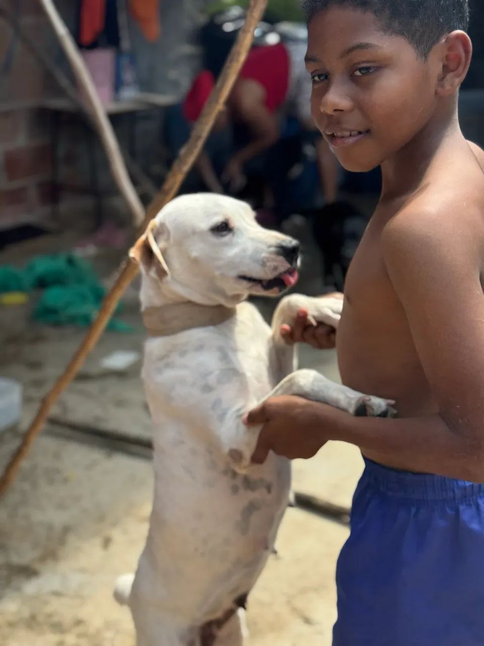 Mestiça com pit bull - Foto 4