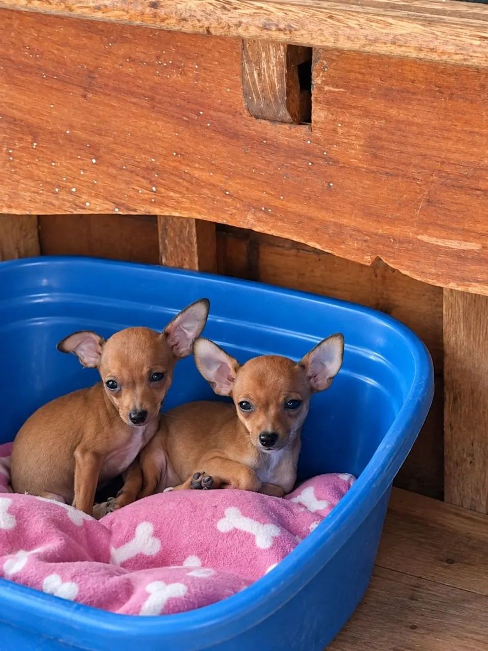Pinscher - Foto 2