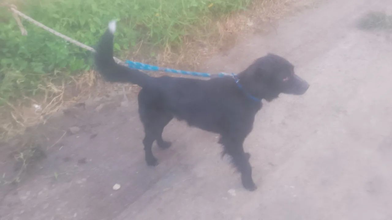 Cachorro  - Foto 2