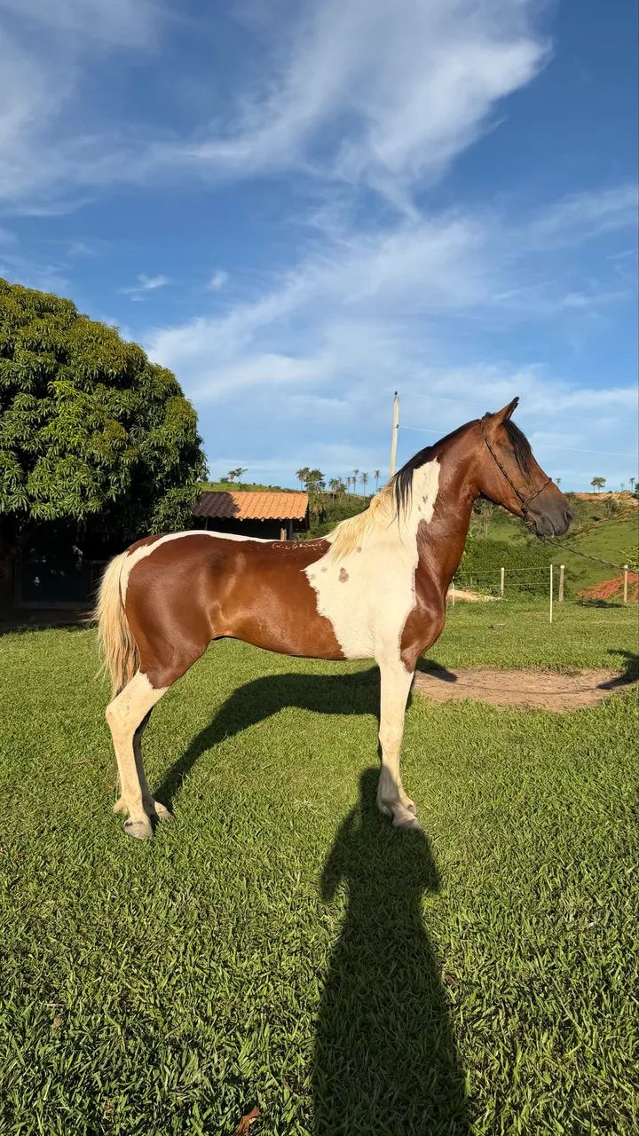 Cavalo Garanhão Pampa Homozigoto  - Foto 4