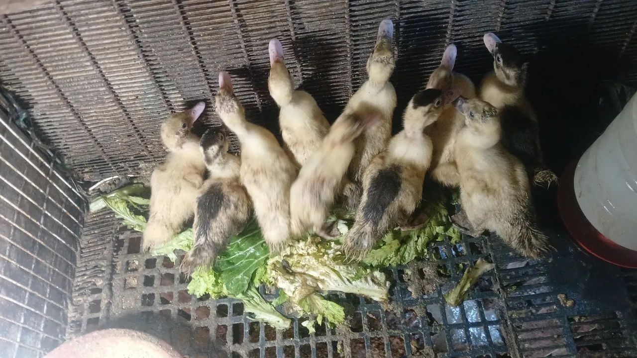 Vende-se filhotes de patos - Foto 4