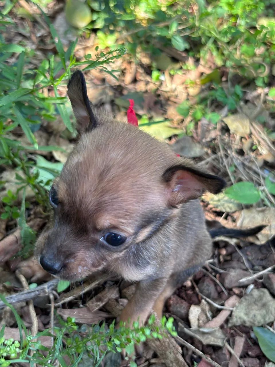 Pinscher fêmea  - Foto 5