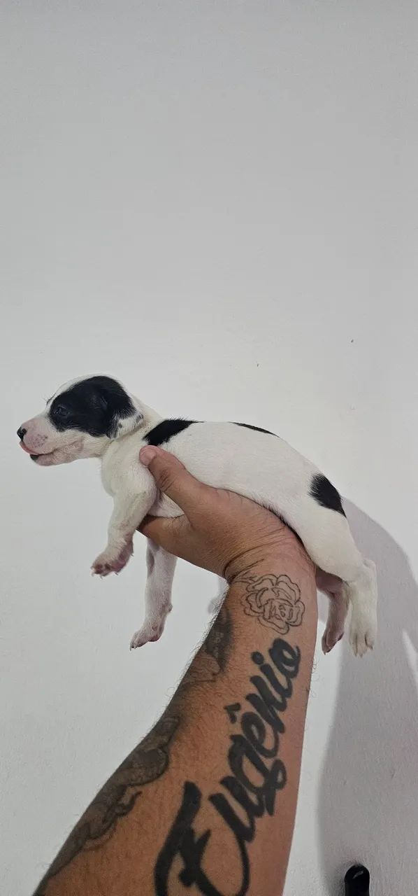 Doação cachorro - Foto 3