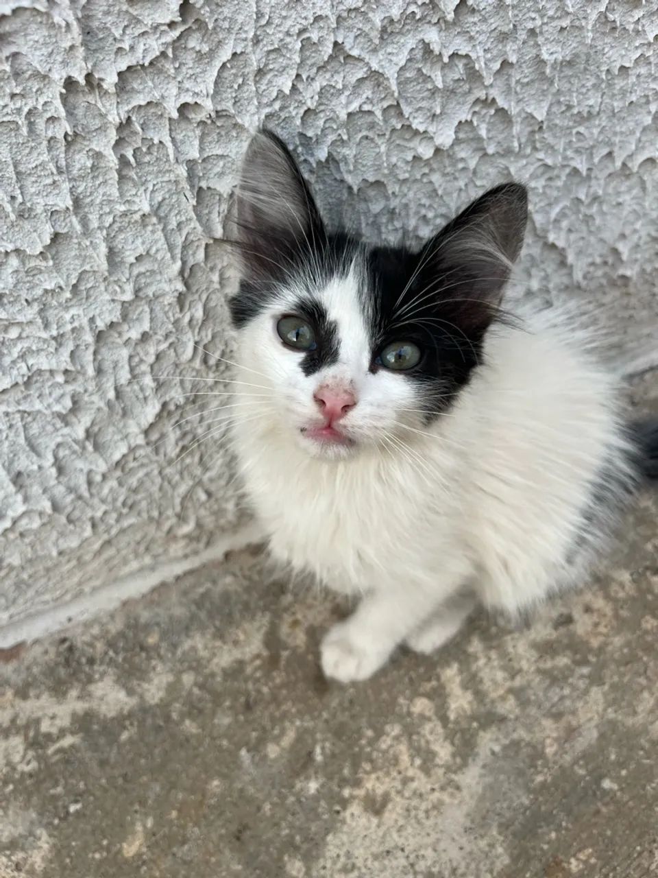 Doa-se gatinha  - Foto 4