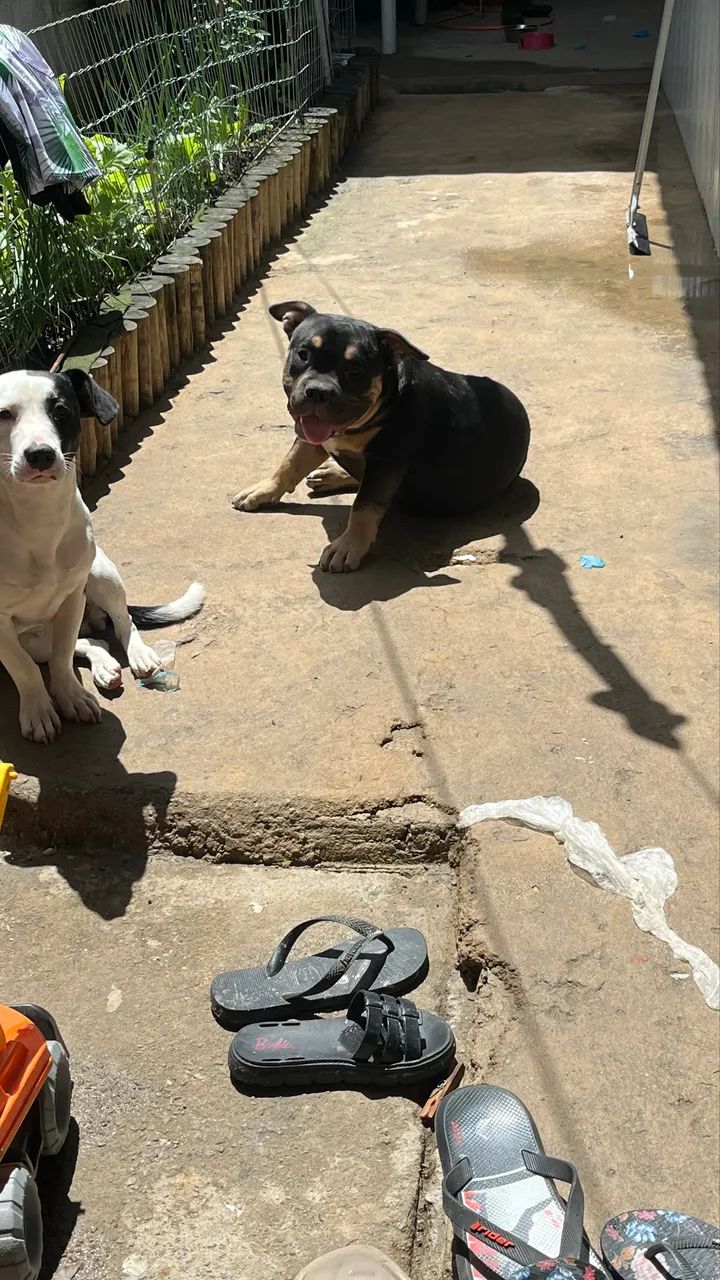 American bully  - Foto 4