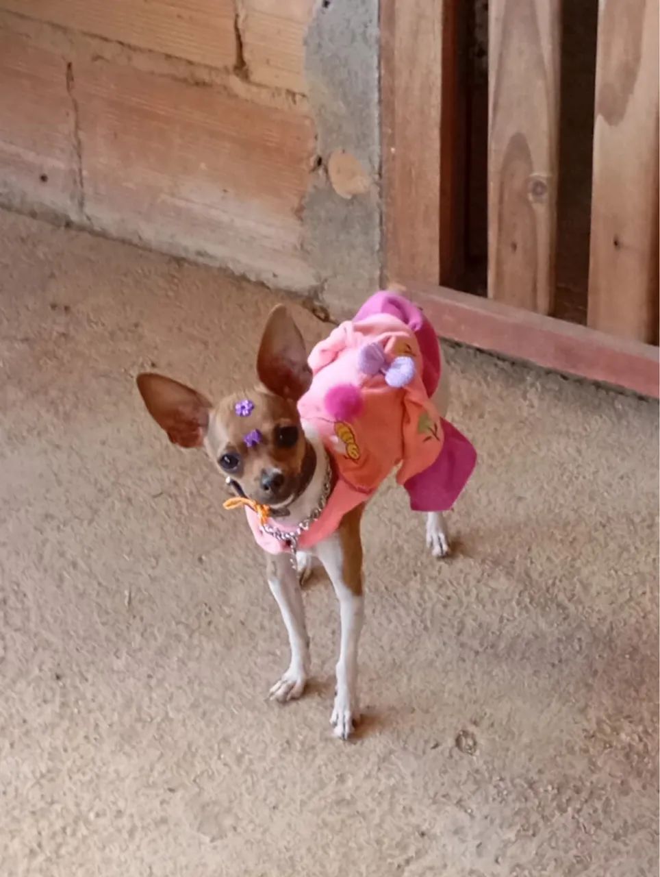 Pinscher 1 canela seca 