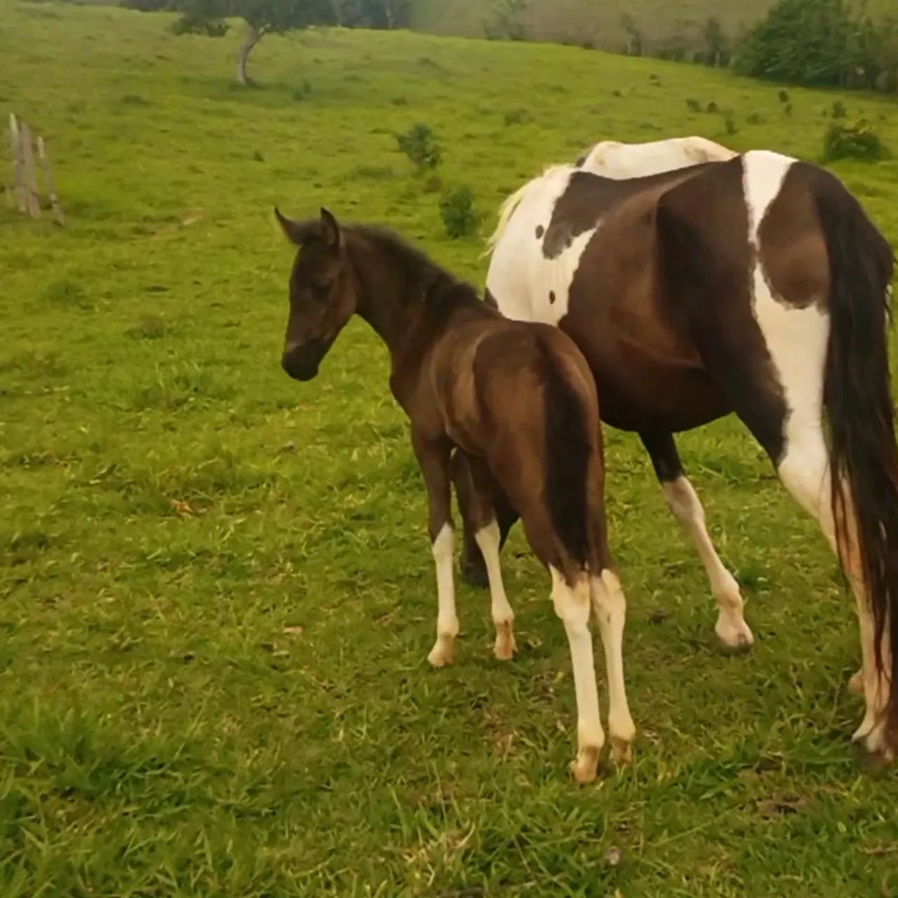 ÉGUA COM POTRA AO PE - Foto 2