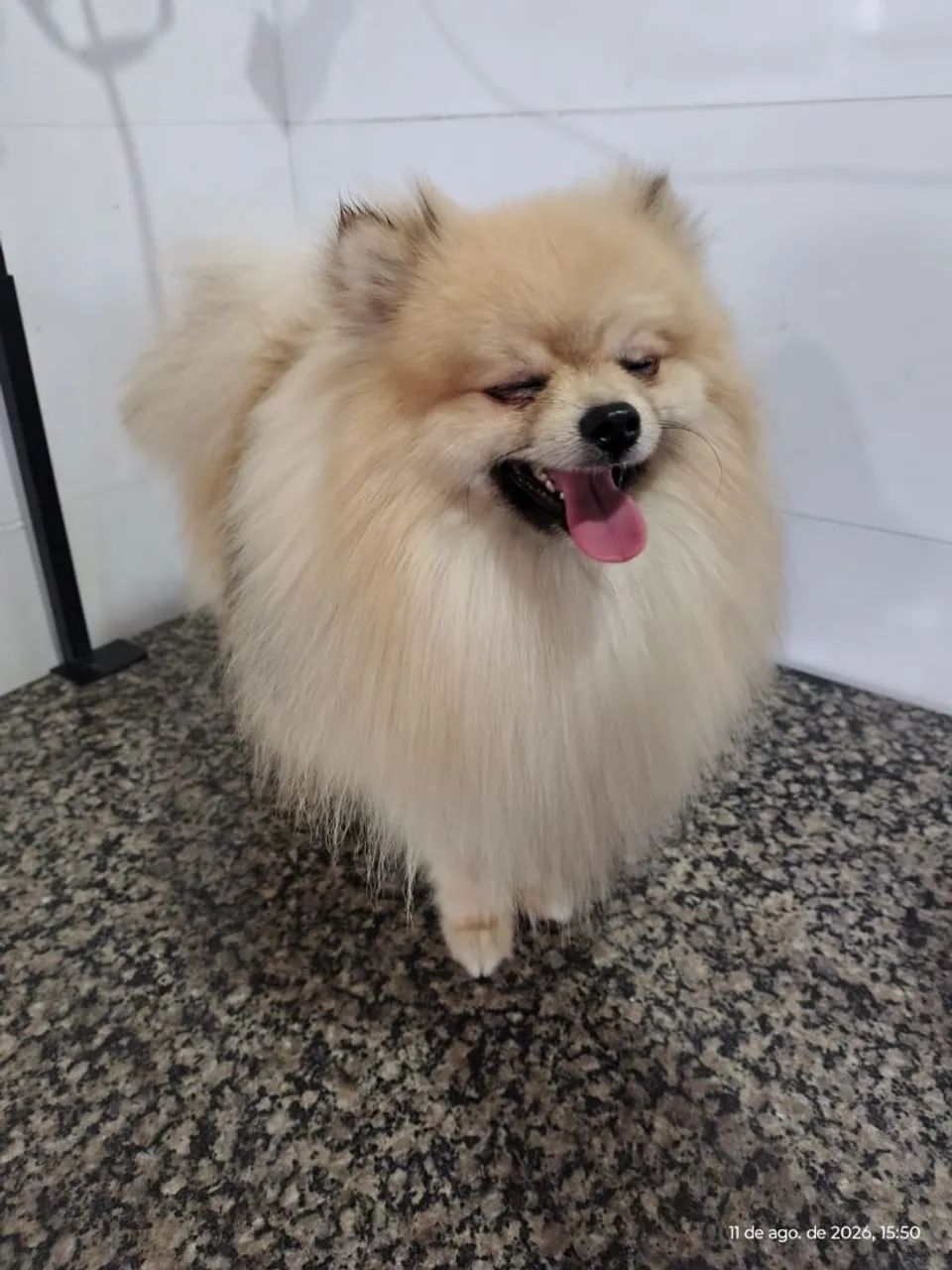 Lulu da pomeranea  - Foto 2