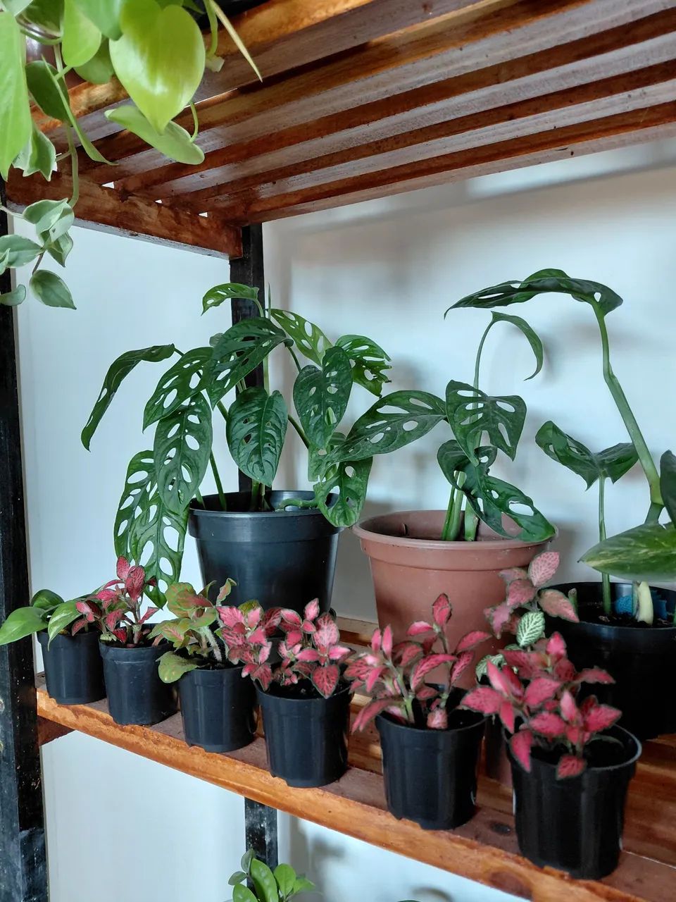 Plantas - Foto 4