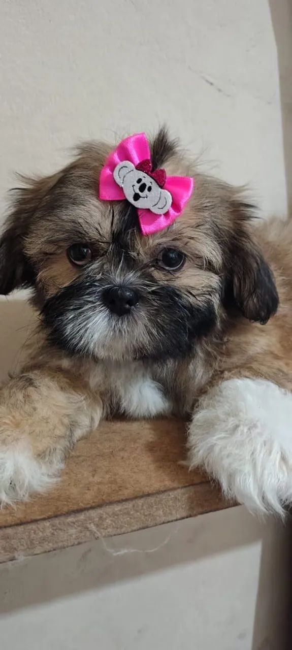 Shih Tzu 