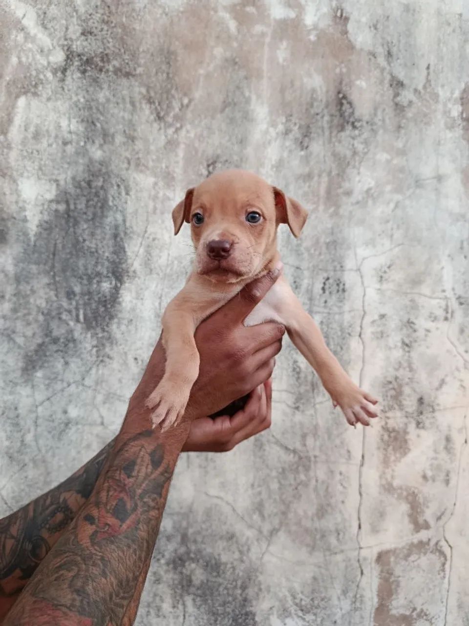 Filhotes de pitbull  - Foto 3