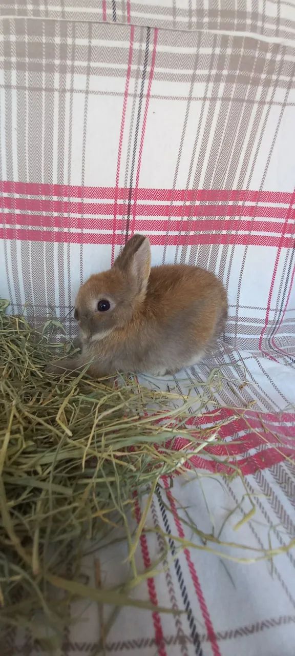 Netherland Dwarf  - Foto 2