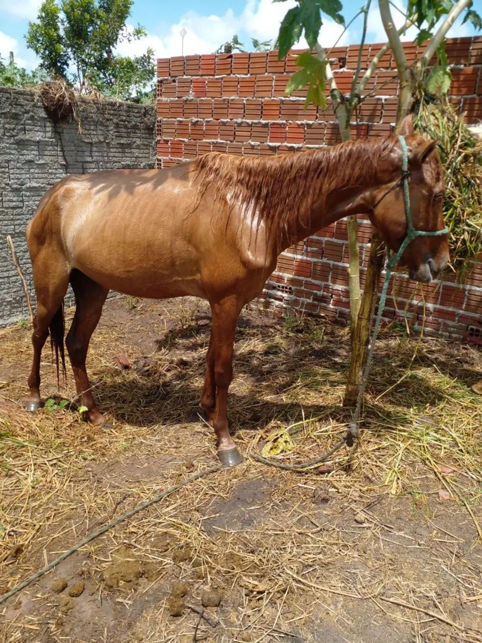 Égua 1,500$ - Foto 4