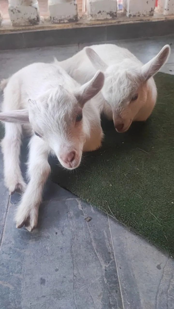 cabrito mini bem branquinhos whats app *