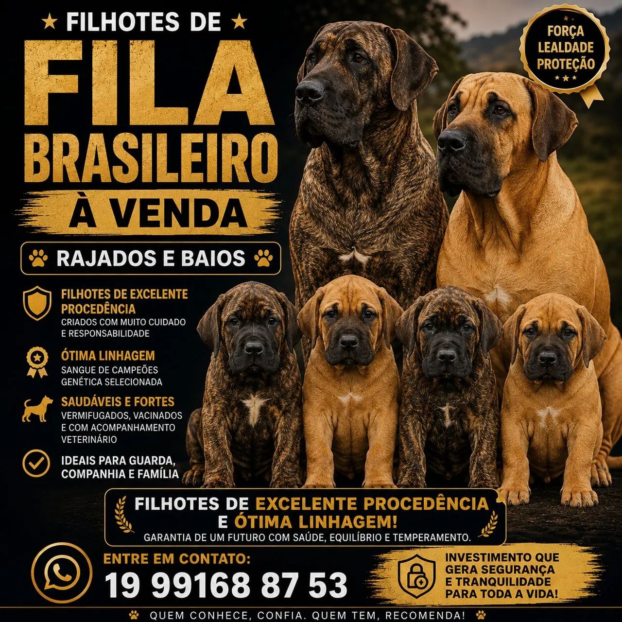 Fila brasileiro 