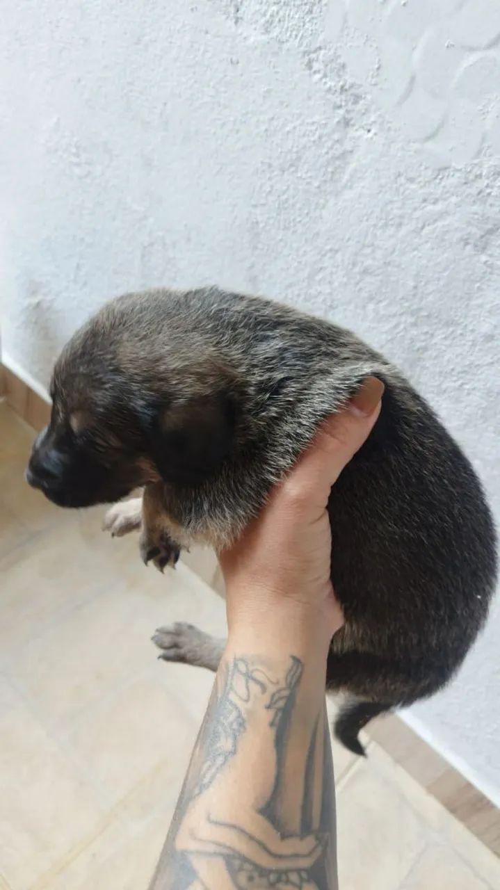 Filhotes de cachorro  - Foto 2