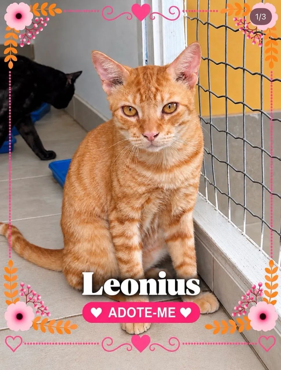 Gato para adoção 