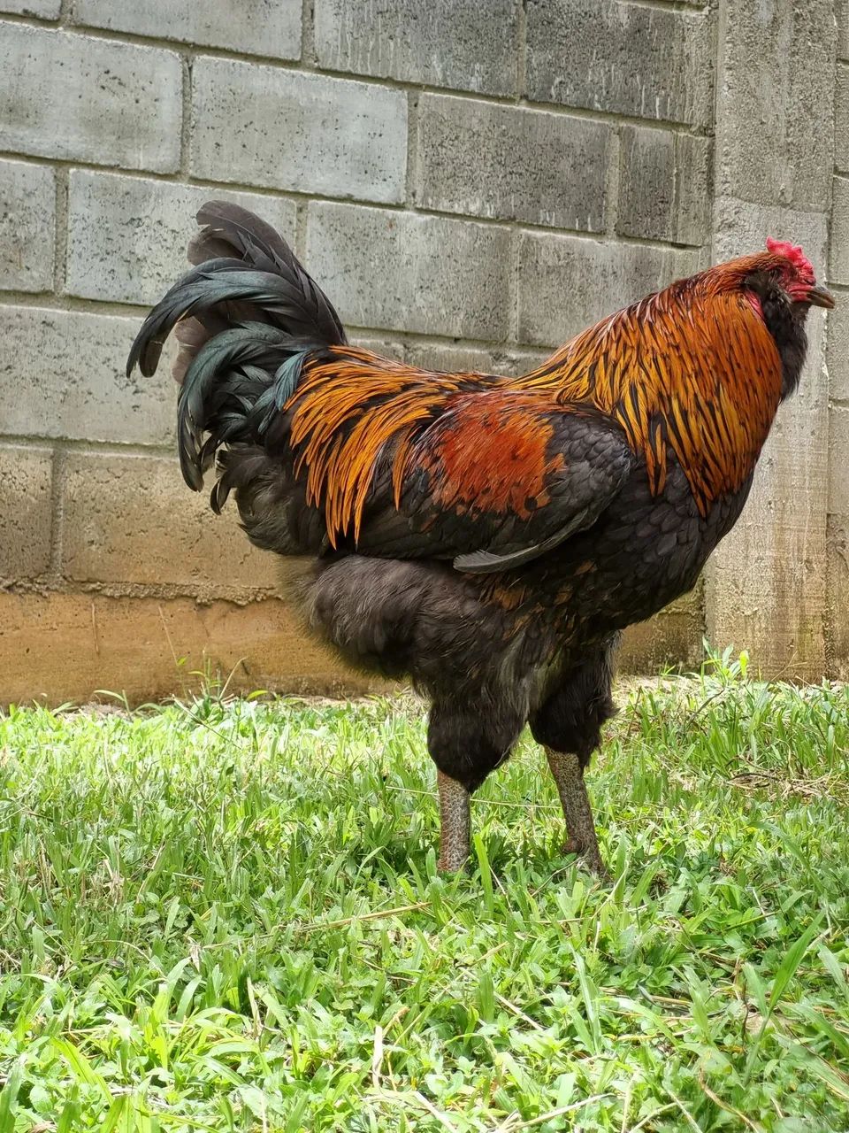 Ovos férteis Ameraucana  - Foto 6