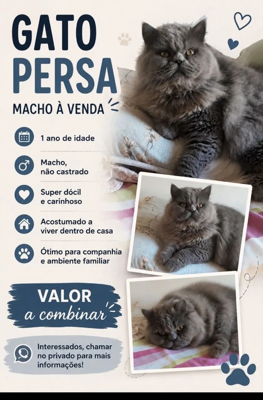 PERSA MACHO 