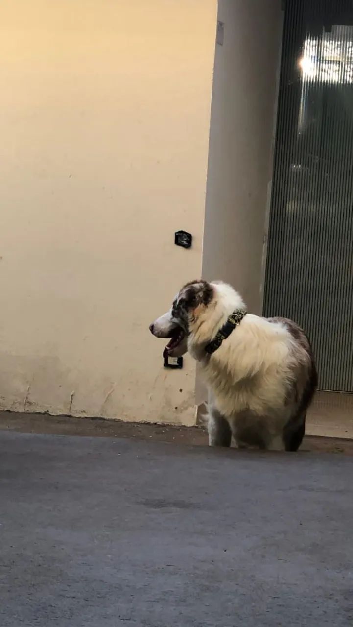 Border Collie macho - Foto 4