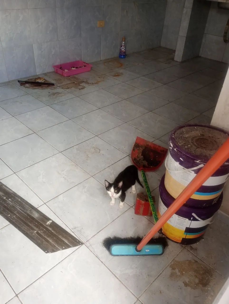 Adoção Urgente! - Foto 3