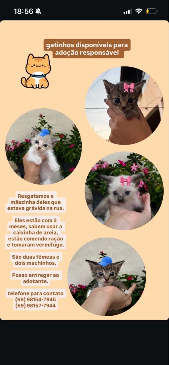 Gatinhos disponíveis para adoção responsável  - Foto 5