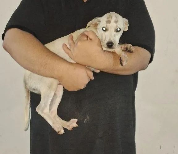 Doação de filhotinho macho - Foto 3