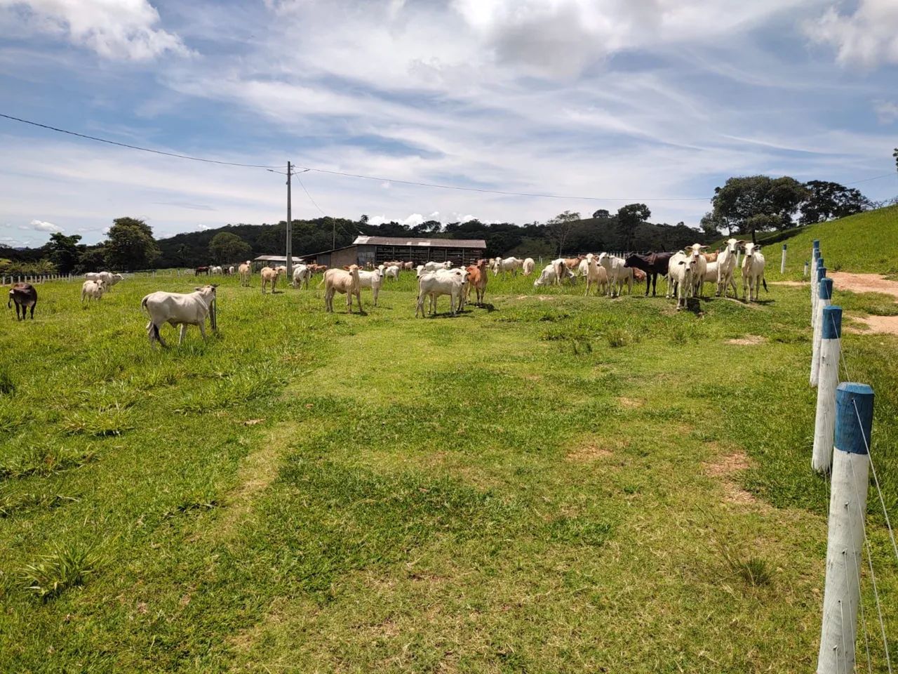 Fazenda em Heitorai-go  - Foto 5