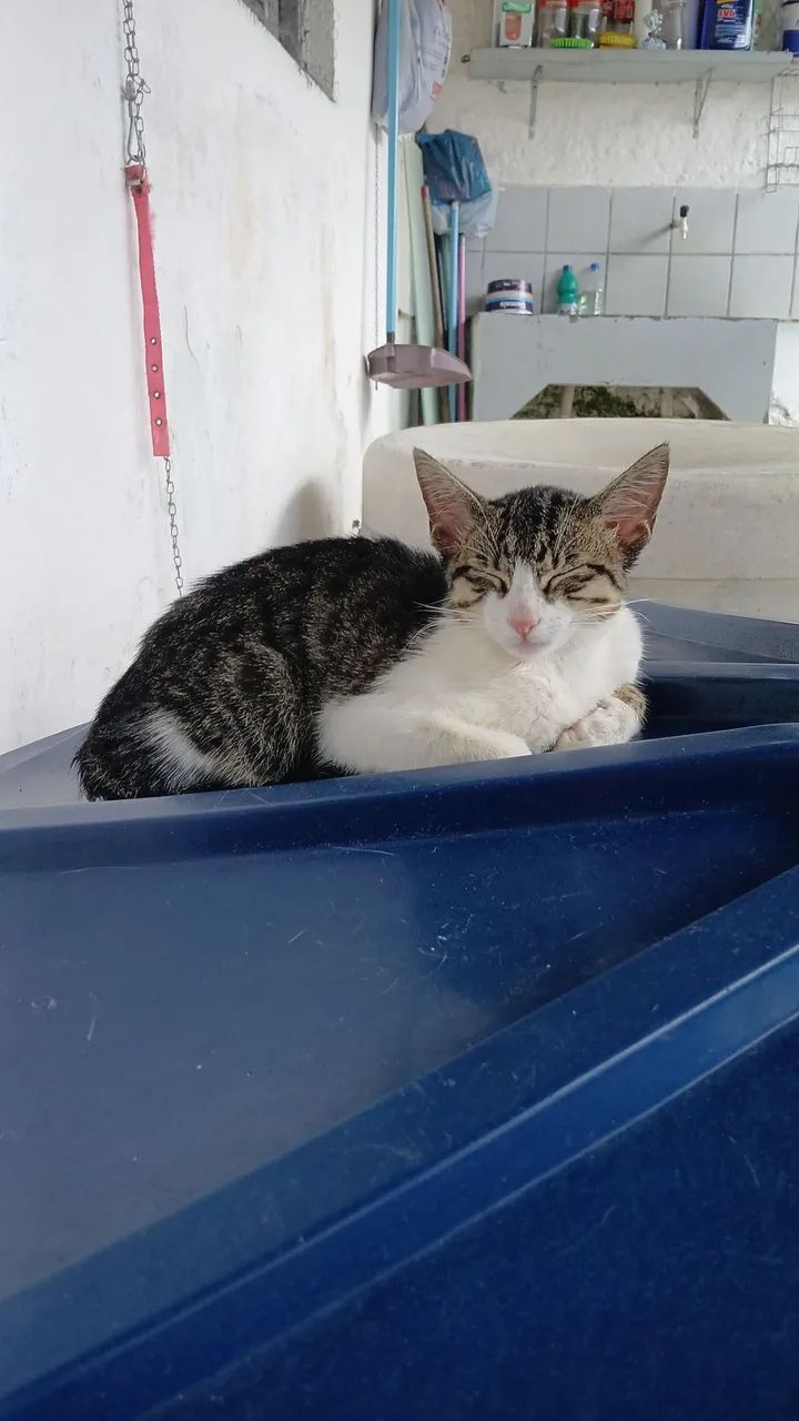 Gatinho macho para adoção responsavel  - Foto 3