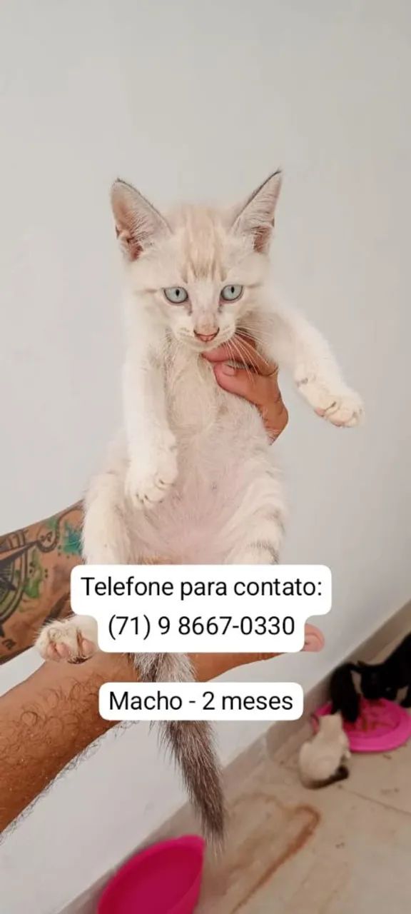 A procura de uma família ( doação) - Foto 3