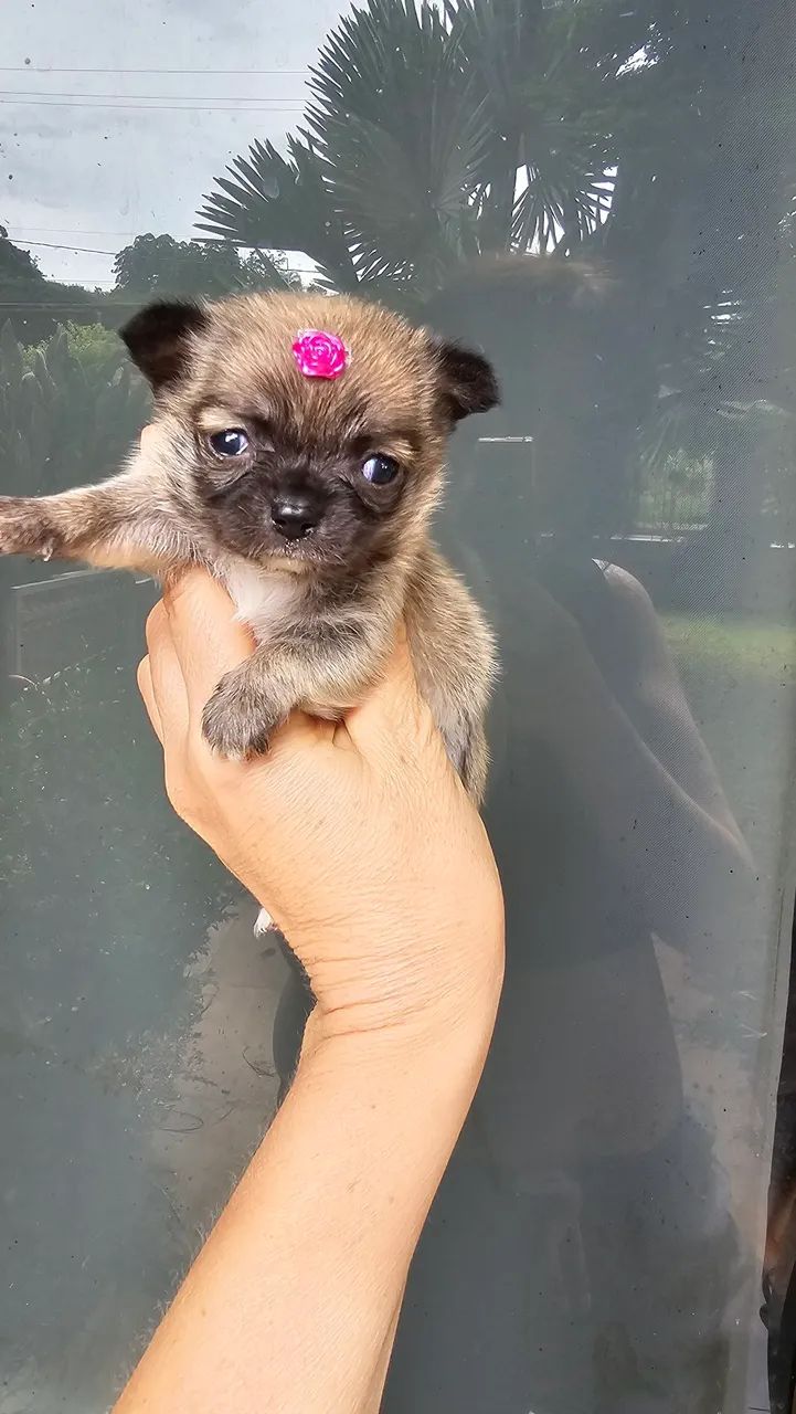 Chihuahua Fêmea minúscula - Foto 3