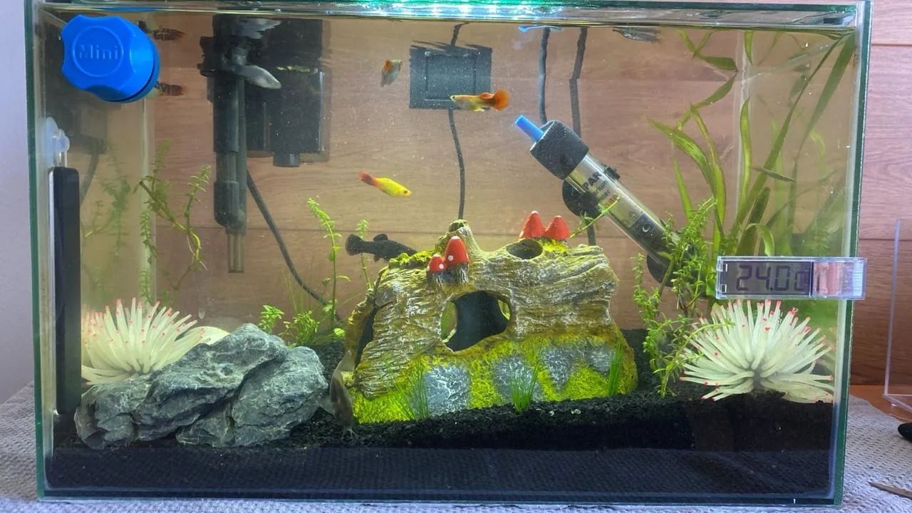 Aquario 20l completo - Foto 2