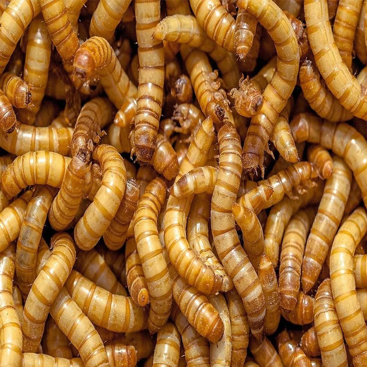 Tenébrio Alimentos para Pássaros 