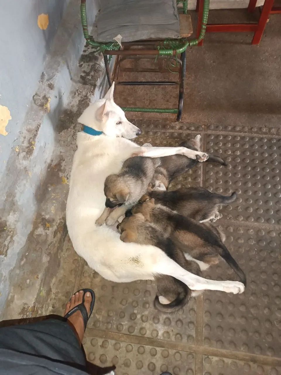 Cachorro Pastor - Foto 5