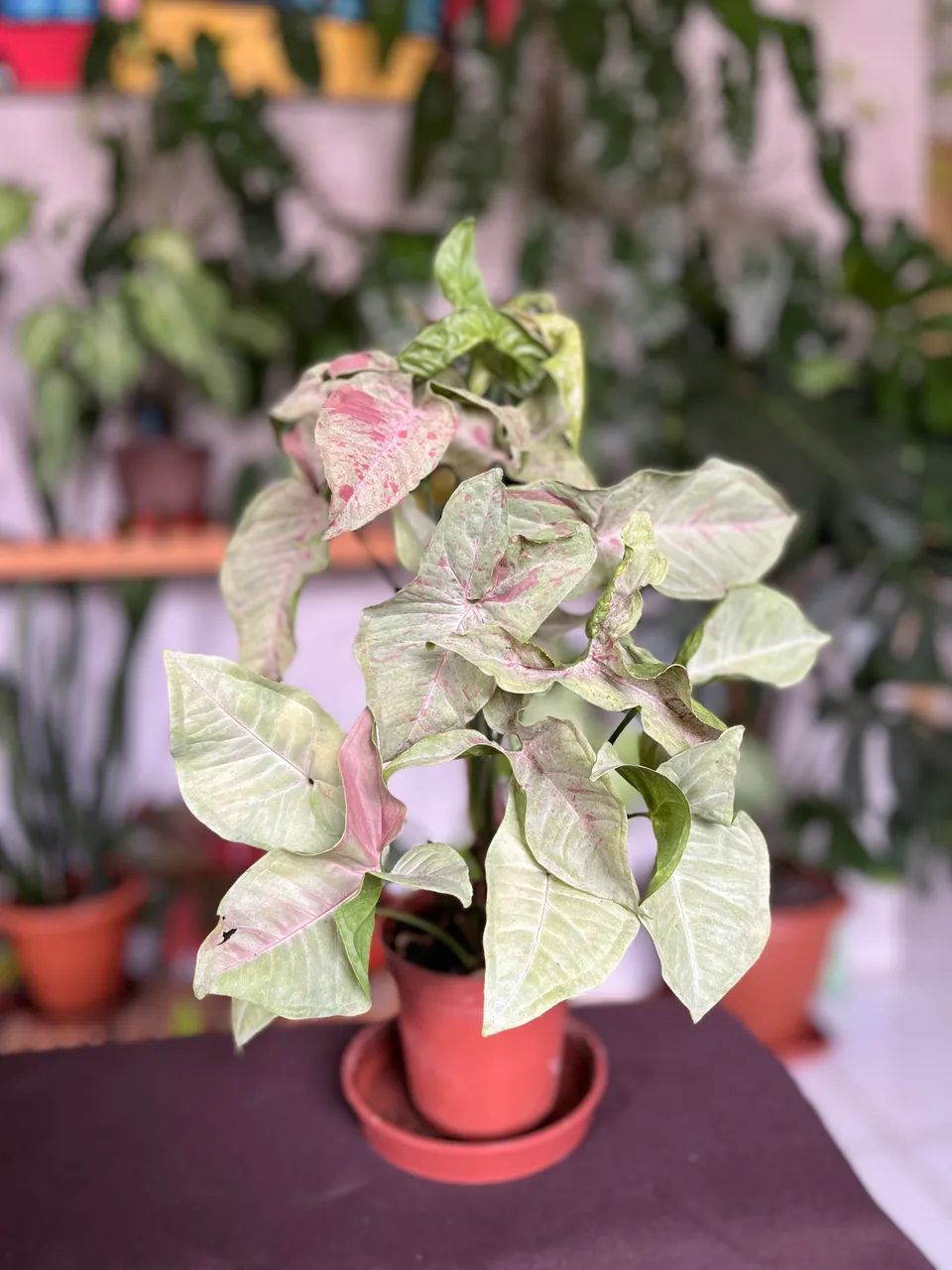 Plantas