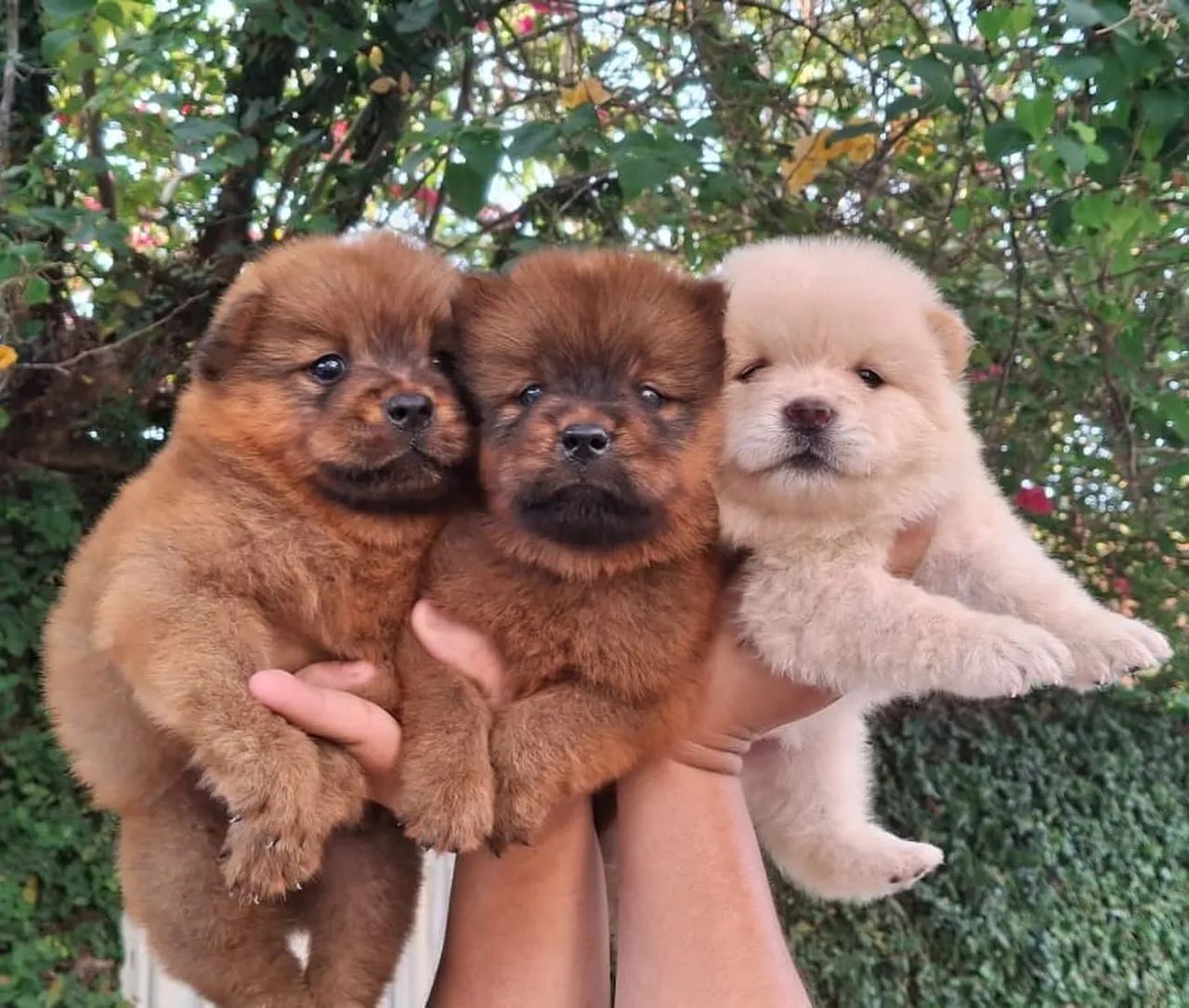 Chow chow
