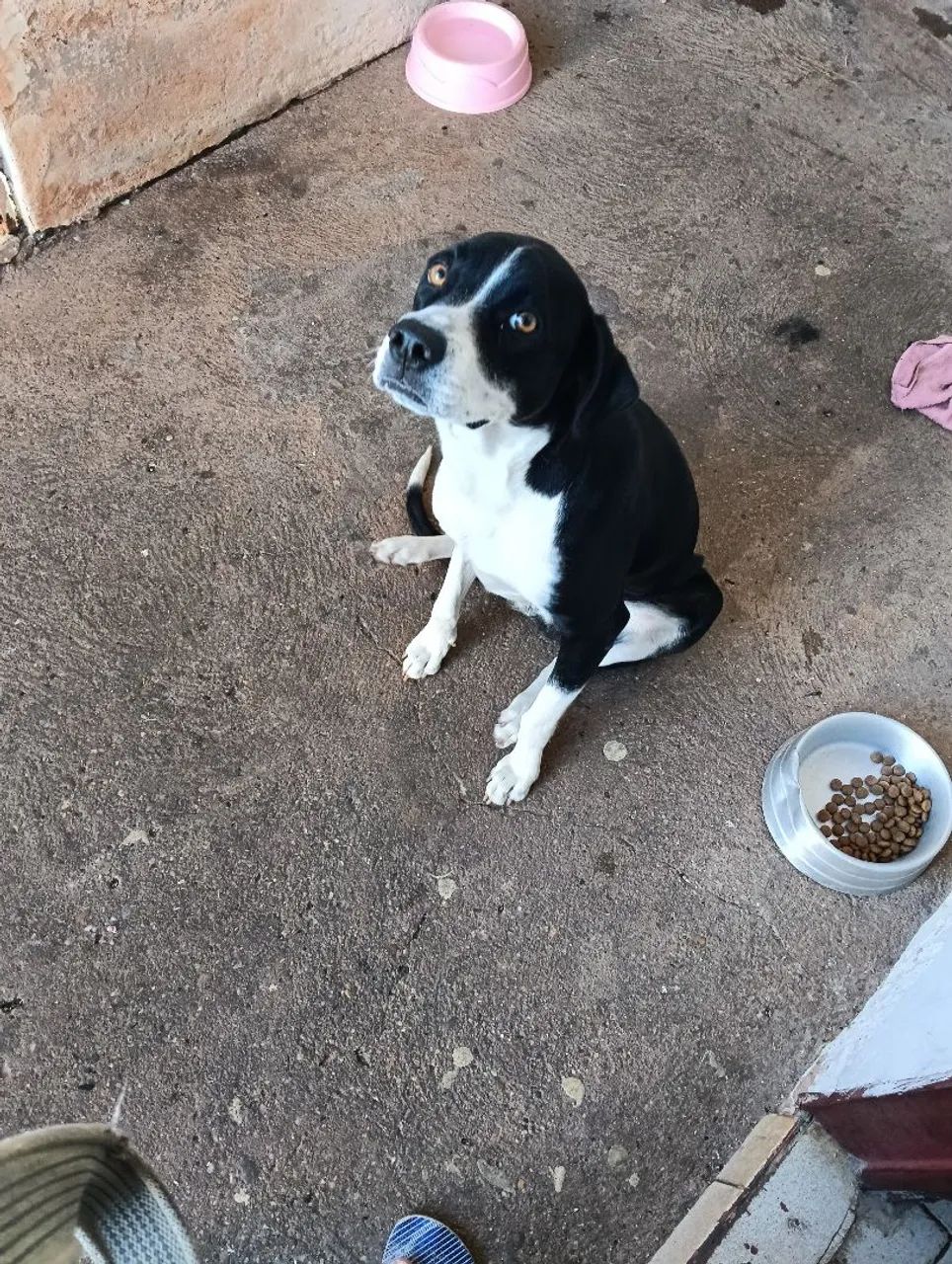 Cachorra mistiça - Foto 5