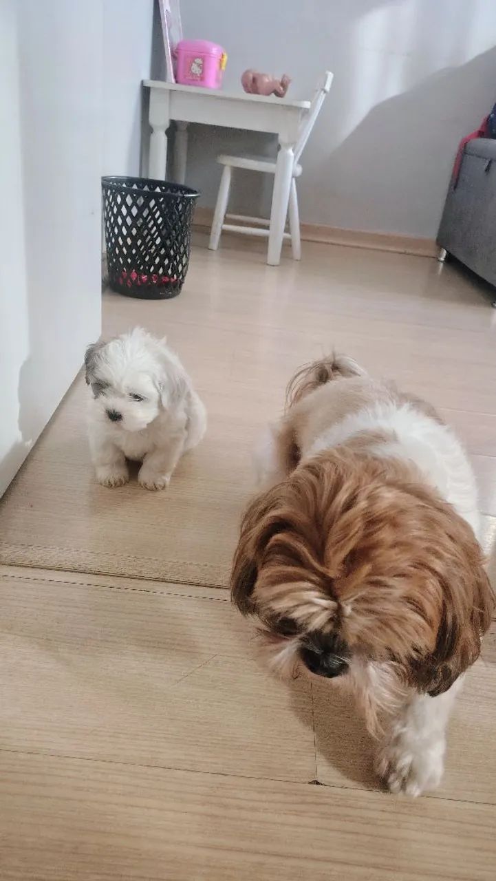 Cachorro raça shitzu - Foto 5