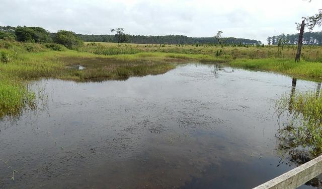 Otima fazenda com 73 alqueires na regiao de itapetininga - Foto 13