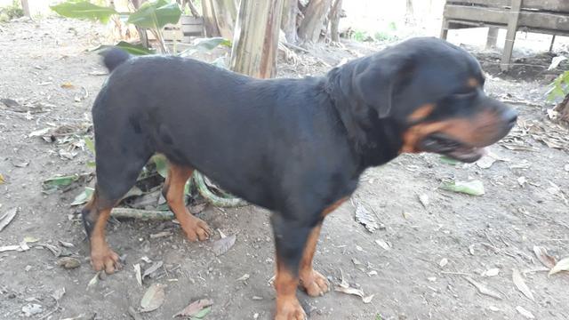 Rottweiler pra Cruza - Cabeça de Touro - Foto 3
