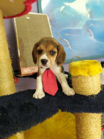 Beagle Machinho Tricolor em ate 6x sem juros