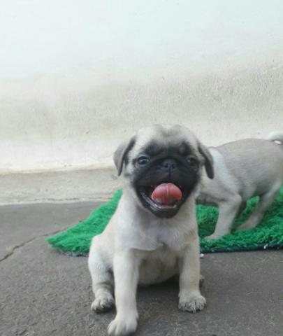 Fêmea de Pug - Foto 2