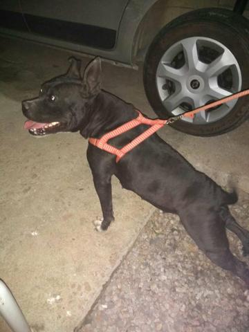 Vendo PitBull - Foto 3