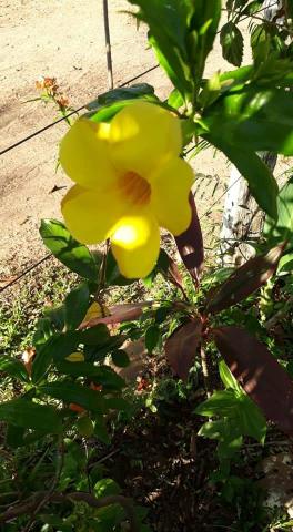Sítio em Varjão de minas - Foto 3